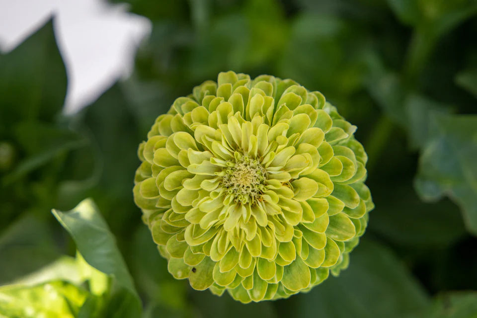 Zinnia Benary's Giant Lime WCS Seeds