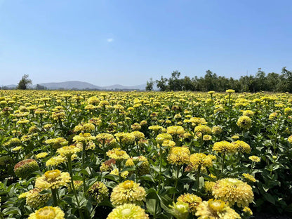 Zinnia Benary's Giant Lime WCS Seeds