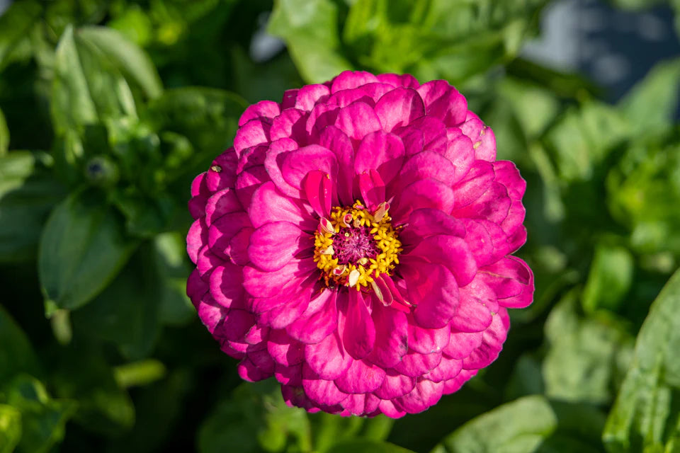 Zinnia Benary's Giant Carmine WCS Seeds