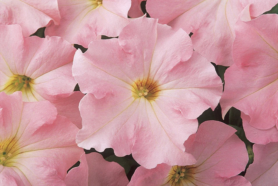 Petunia Dreams Appleblossom Pelleted WCS Seeds