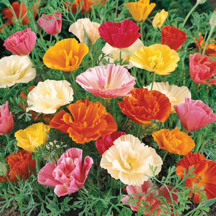 Poppy Papaver Mix MIgardener Seed