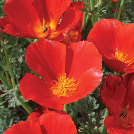 Poppy Red California MIgardener Seed