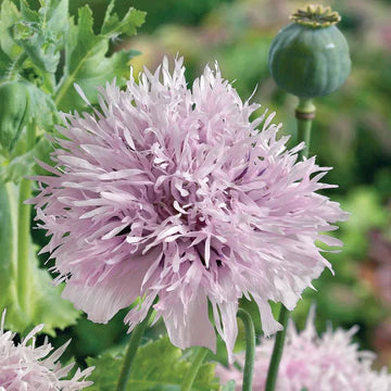 Poppy Lilac Pompom MIgardener Seed