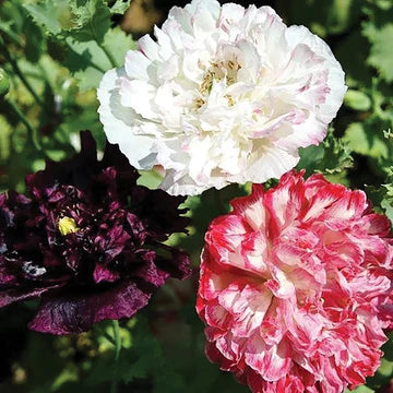 Poppy Antique Shades MIgardener Seed