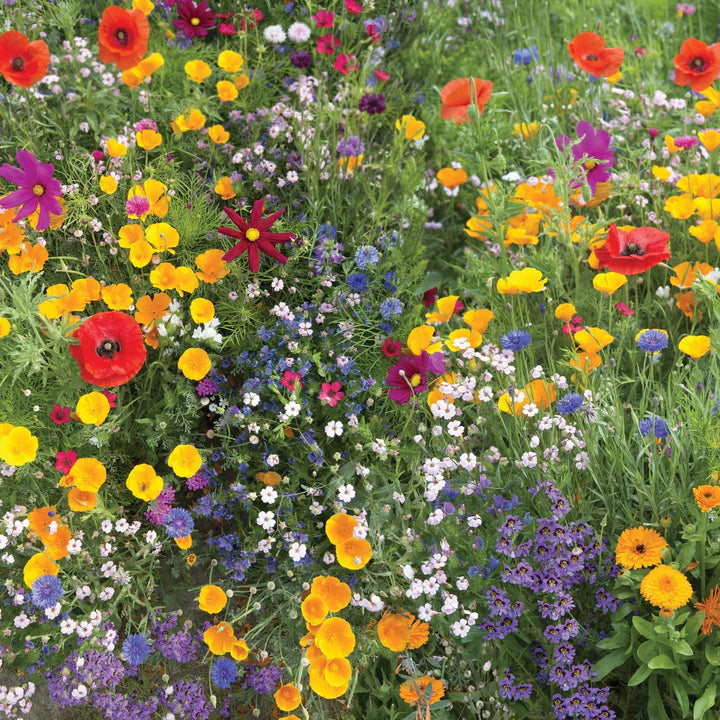 Meadow Wildflowe Mix MIgardener Seed