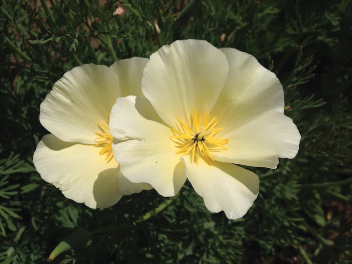 Poppy White Linen California MIgardener Seed