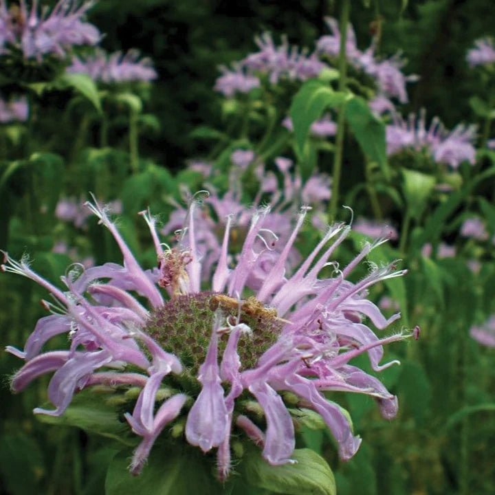 Wild Bergamot Bee Balm MIgardener Seed