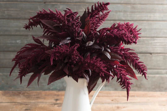 Amaranth Red Spike MIgardener Seed