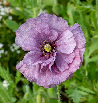 Poppy Amazing Grey WCS Seeds