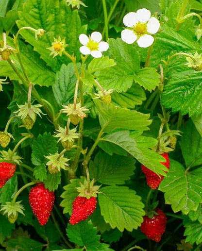 Strawberry Regina WCS Seeds