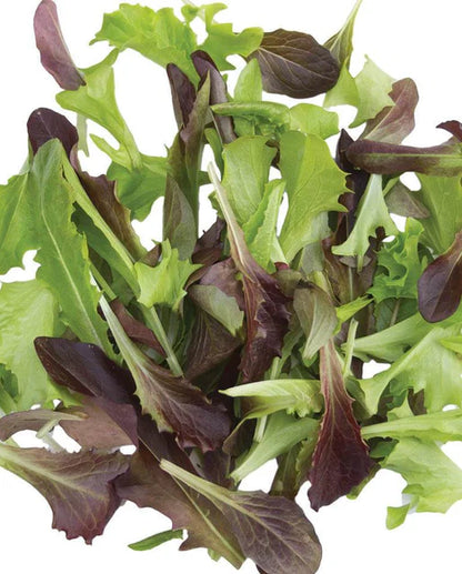 Lettuce Fast and Furious Blend WCS Seed