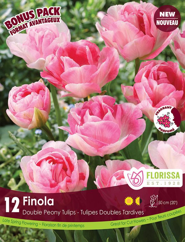 Tulip Finola Bonus 12pk