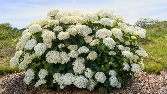 Hydrangea FlowerFull Smooth 2G