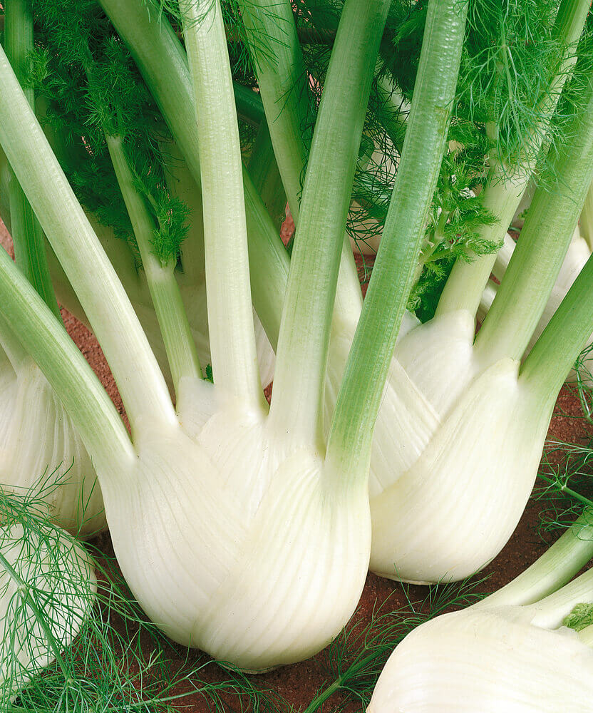 Fennel Florence OSC Seed