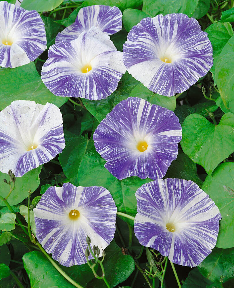 Morning Glory Flying Saucers OSC Seed