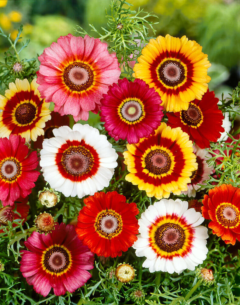 Chrysanthemum Formula Mixed OSC Seed