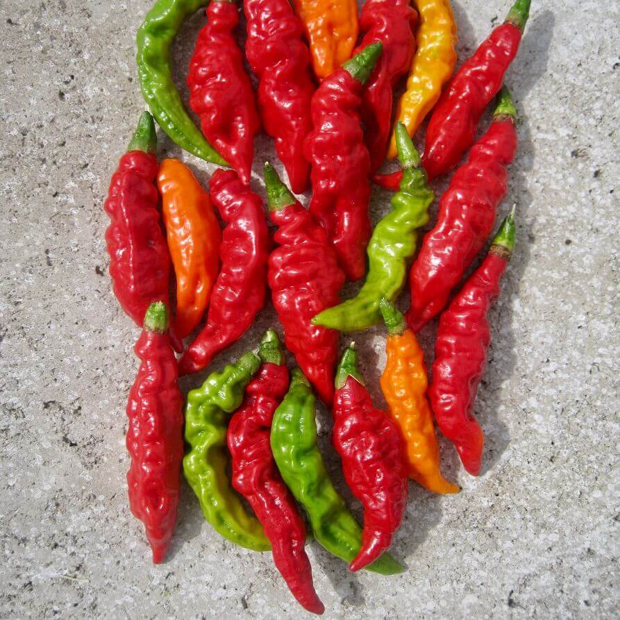 Pepper Hot Fruity Volcano OSC seeds