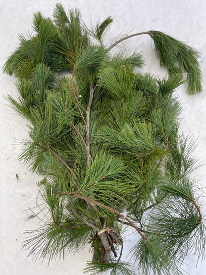 White Pine Fresh Greens Bunch