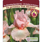 Iris Pink Attraction Bearded - Plant Plug