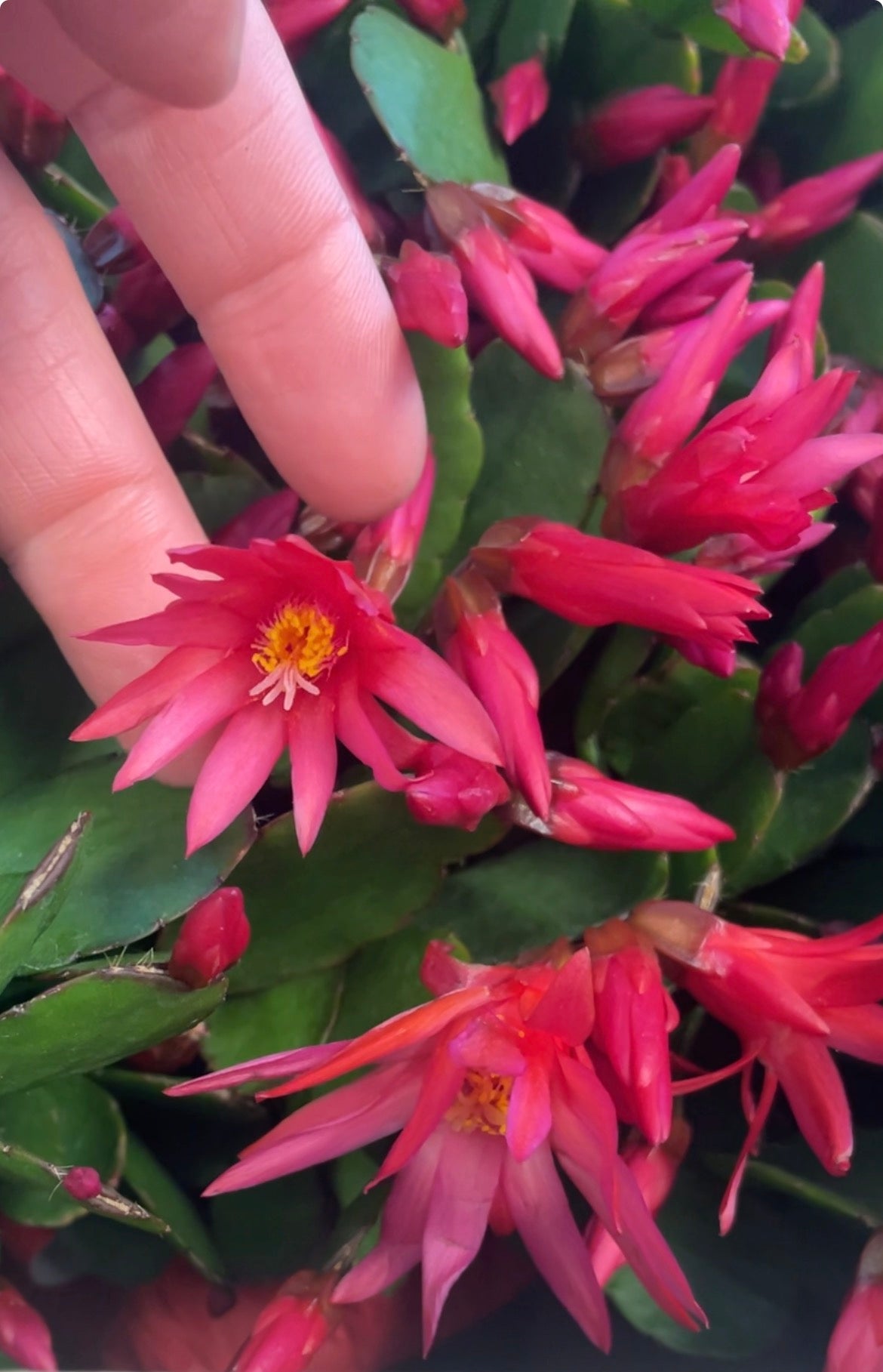 Cactus Spring Red 4" Pot