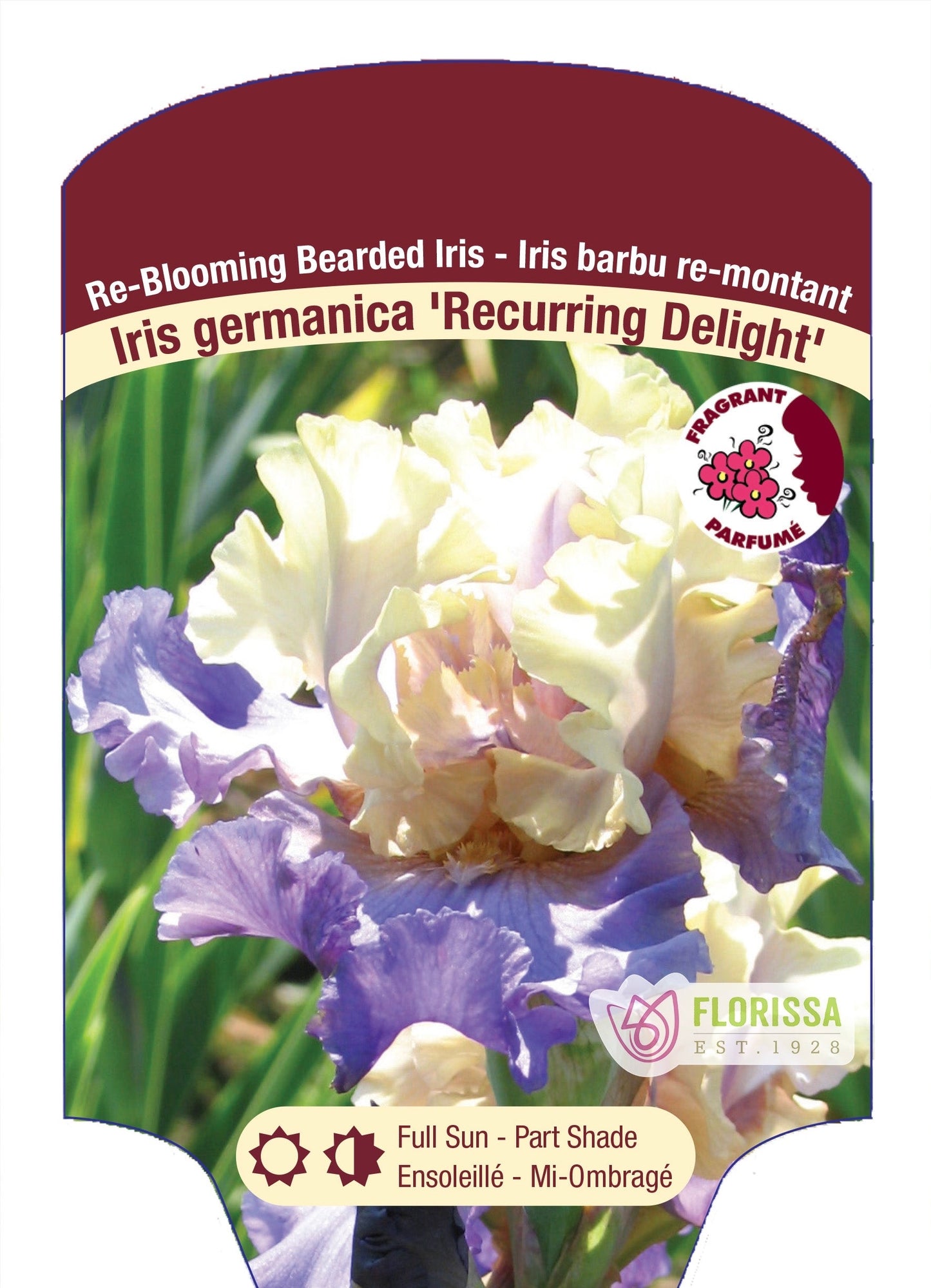 Iris Recurring Delight Bearded - Plant Plug