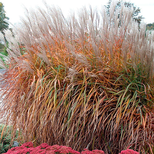 Grass Miscanthus Purple Flame 1G