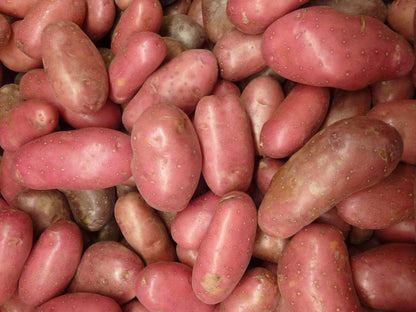 Potato Seed French Fingerling