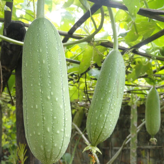 Gourd Luffa MIgardener Seed