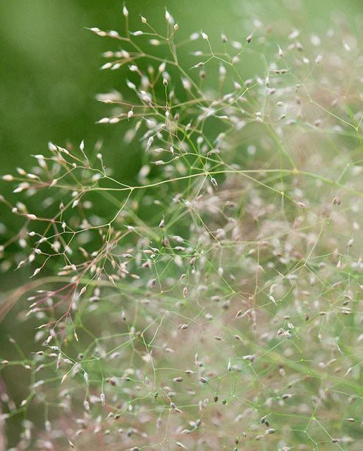 Ornamental Cloud Grass  WCS Seeds