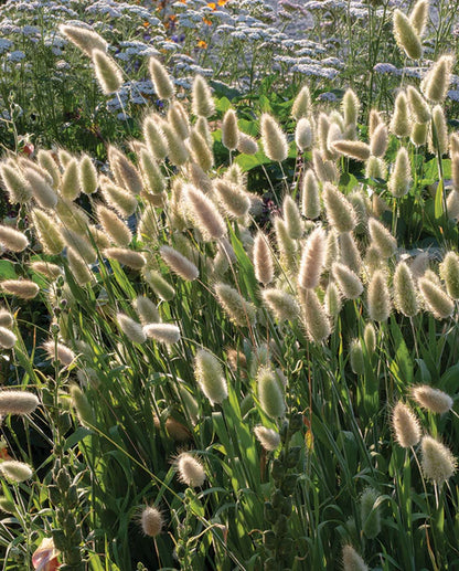 Ornamental Bunny Tails Grass  WCS Seeds