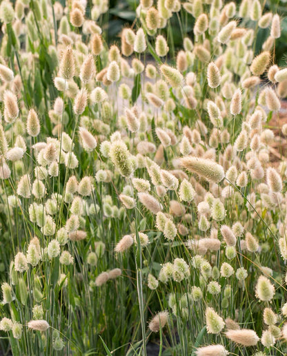 Ornamental Bunny Tails Grass  WCS Seeds