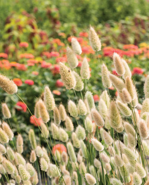 Ornamental Bunny Tails Grass  WCS Seeds