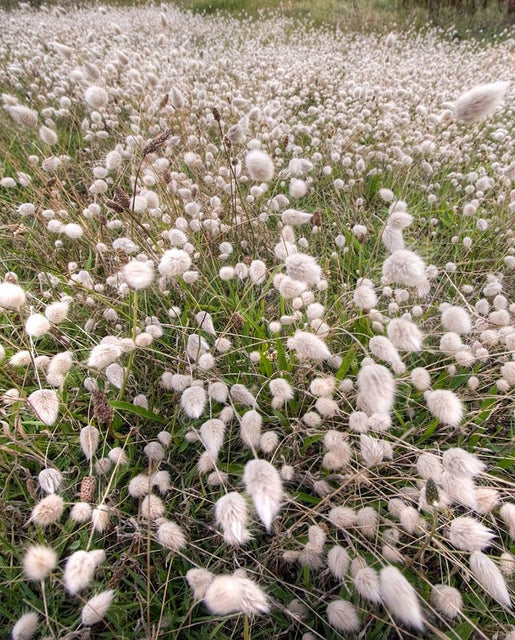 Ornamental Bunny Tails Grass  WCS Seeds