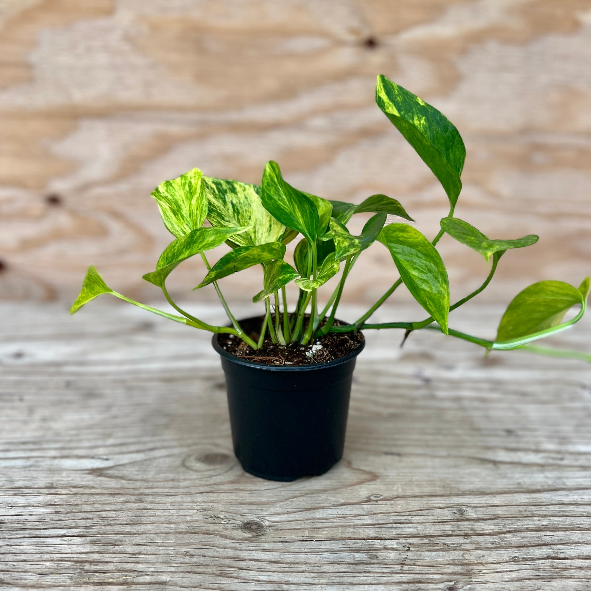 neon pothos seeds Pothos Neon Queen 4" Pot – Garden Girl