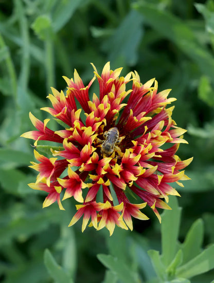 Gaillardia Double Whirligig