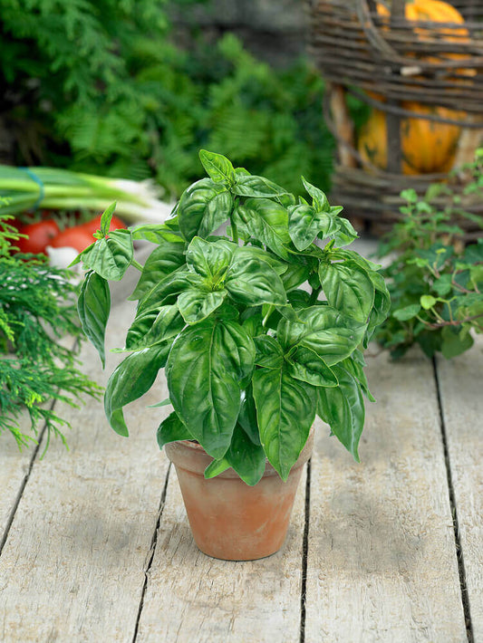 Basil Genovese Organic OSC Seed