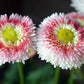 English Daisy Bells OSC Seed