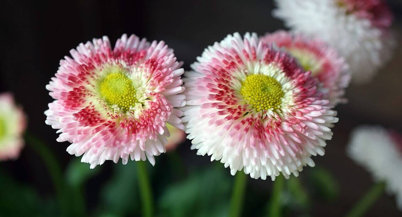 English Daisy Bells OSC Seed