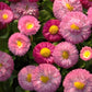 English Daisy Bells OSC Seed