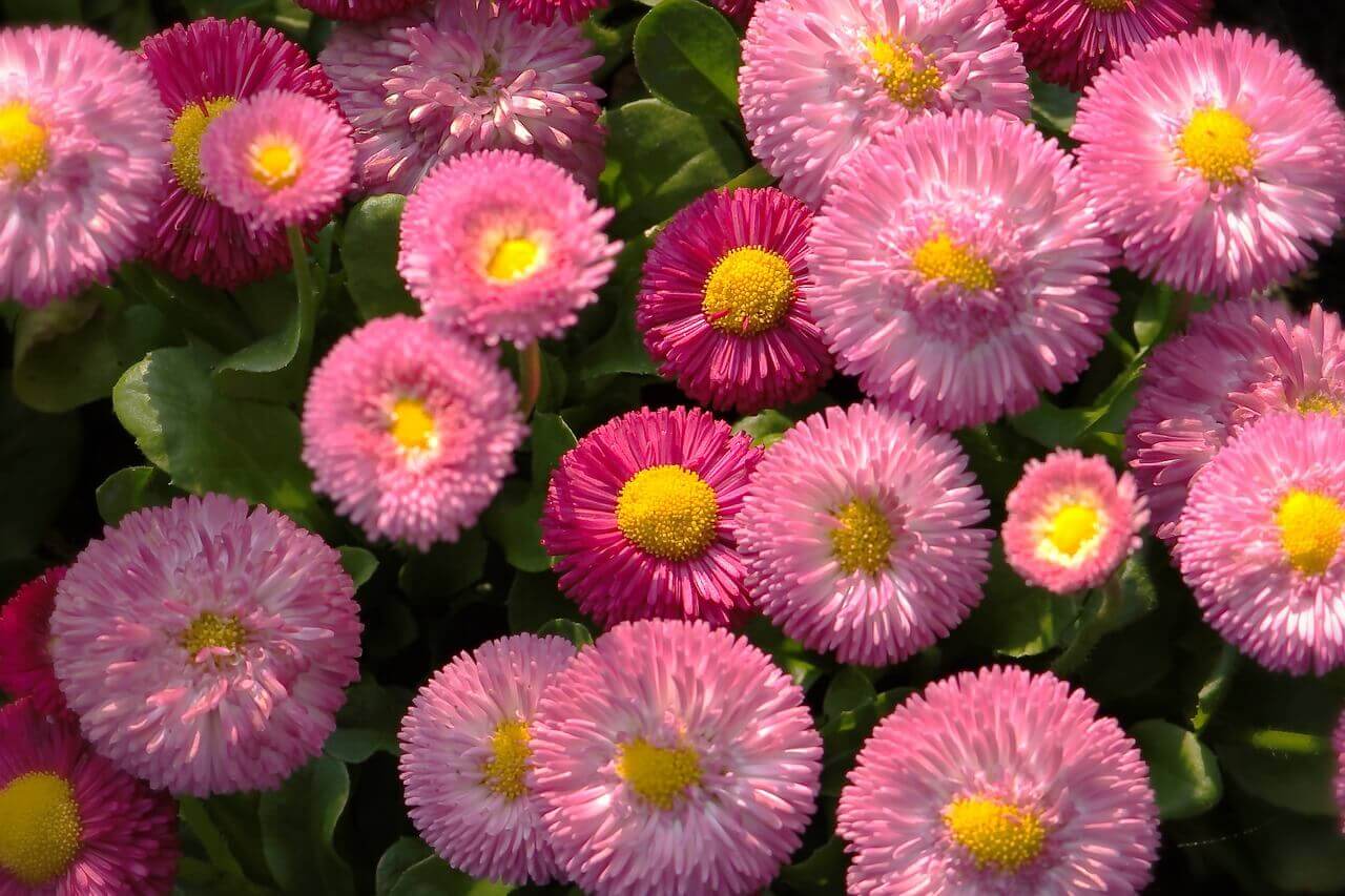 English Daisy Bells OSC Seed