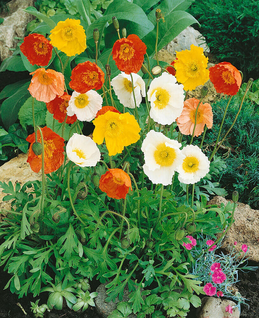 Poppy Iceland Giant Mixed OSC Seed