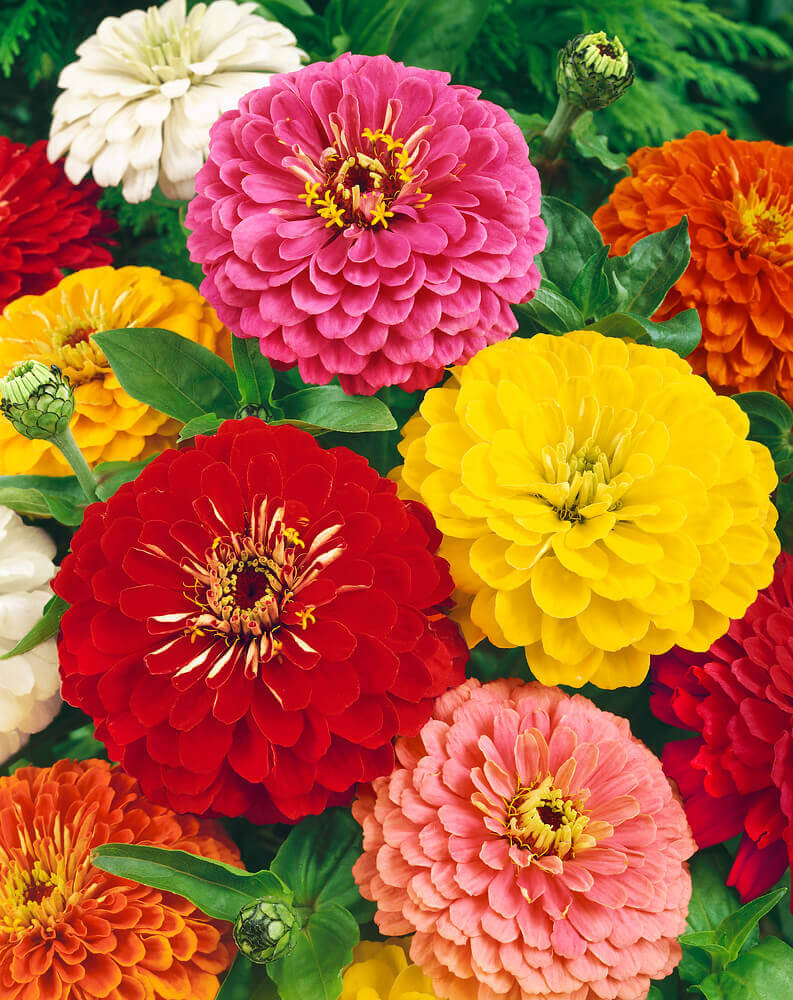 Zinnia Giants of California Mixed OSC Seed