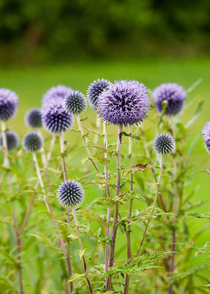 Echinops Globe Thistle OSC Seed