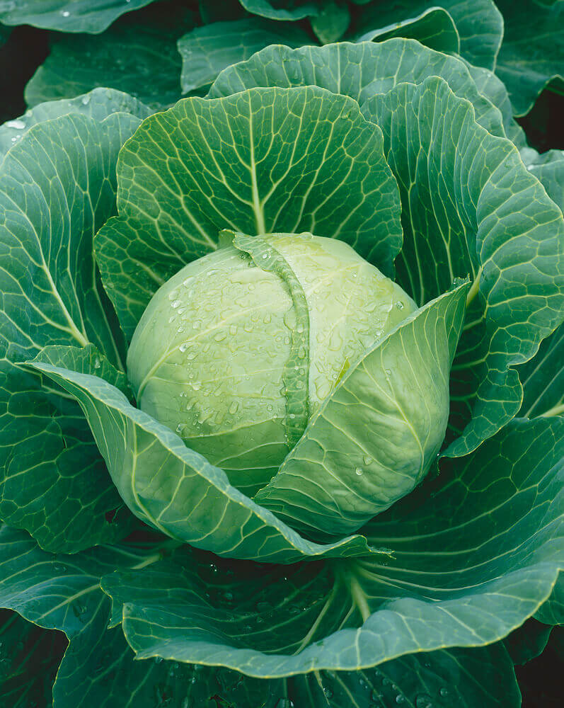 Cabbage Golden Acre OSC Seeds