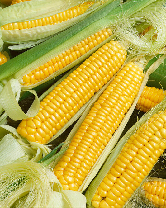 Corn Golden Bantam Sweet OSC Seed