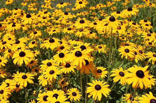 Rudbeckia American Gold Rush 1G