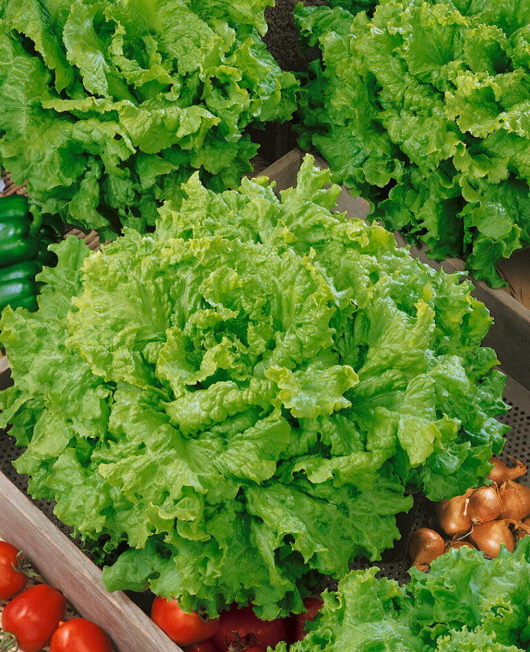 Lettuce Salad Collection Jumbo Pack OSC Seed