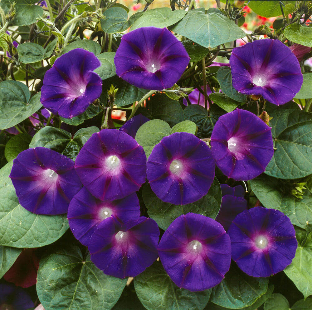 Morning Glory Grandpa Ott OSC Seed