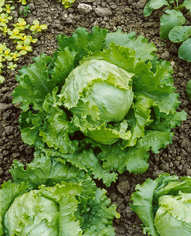 Lettuce Head Great Lakes OSC Seeds