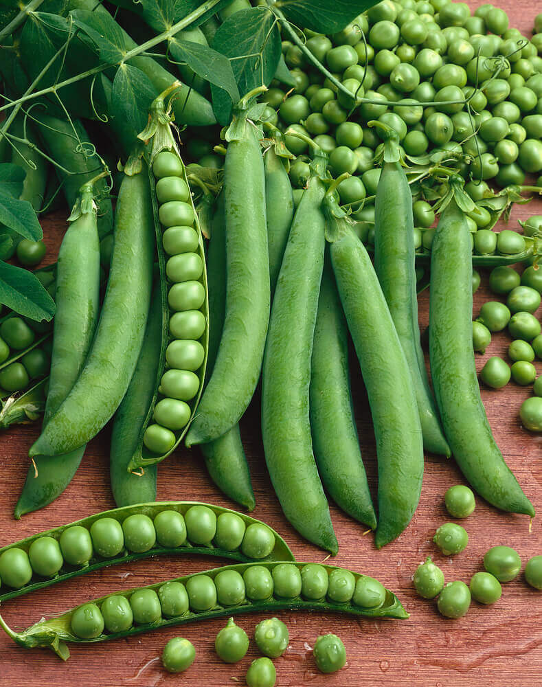 Peas Green Arrow Jumbo Pack OSC Seed